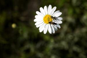 blommor vit daisy växande på en vår grön äng i närbild foto