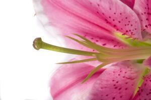 blomma av en rosa lilja på en vit isolerat bakgrund i närbild foto