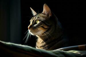 en katt Sammanträde på en filt i de mörk generativ ai foto