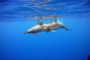 delfiner simmar precis under ytan foto