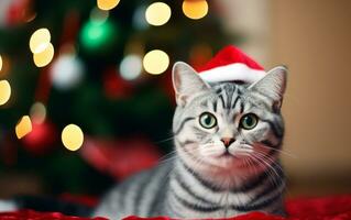 söt katt i santa claus hatt mot suddig jul lampor och kopia Plats. generera ai foto