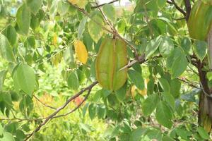 carambola också känd som stjärna frukt på träd i bruka foto