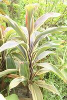 ti växt på bruka också kallad cordyline fruticosa foto