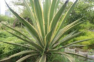 agave angustifolia träd växt på bruka foto