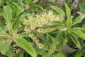 elaeocarpus serratus också kallad ceylon oliv på bruka foto