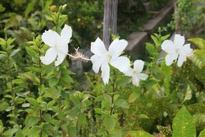 vit färgad shoeblackplant blomma på trädgård foto