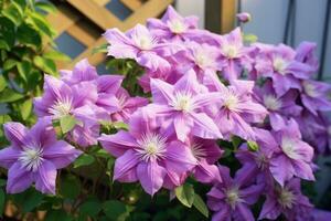 blomning clematis i de trädgård. foto