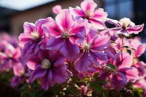 blomning clematis i de trädgård. foto