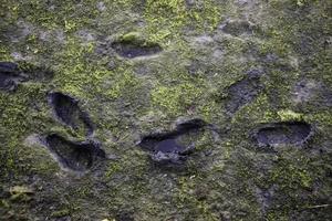fotspår i leran