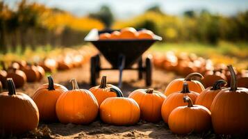 en naturskön pumpa lappa med en skottkärra fylld med färgrik pumpor bakgrund med tömma Plats för text foto