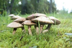 makro stänga upp skott av svamp - svamp i skog foto