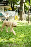 stänga upp fluffig fet päls vit brun pudel ansikte med hund koppel spelar i hund parkera foto