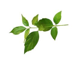 en grön blad är visad på en vit bakgrund, grön löv grön, blad, växt, eko, natur, träd gren, isolerat, stänga upp, bakgrund, naturlig, träd, färsk, trädgård, vår, sommar, lövverk, foto