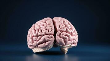mänsklig hjärna anatomisk modell, främre se, ai generativ foto