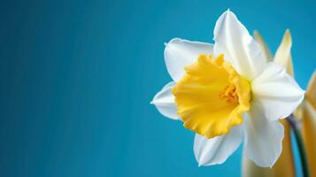 gul vit påsklilja, narciss, jonquil blomma stänga upp på ljus blå bakgrund med kopia Plats för text. generativ ai foto