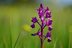 jersey orchid uk sällsynt marsh spring wildflower foto