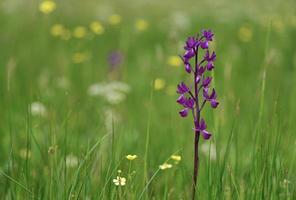 jersey orkidé uk vårmossa vildblommor foto