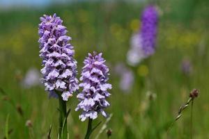 prickig orkidétröja Storbritannien vårblommor foto