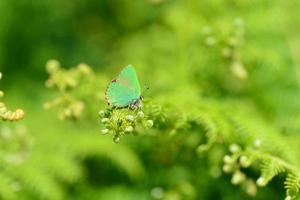 grön hårstrå fjärilströja Storbritannien makrobild av lepidoptera foto