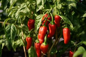 ljuv röd peppar växande i växthus på de bruka eller trädgård foto