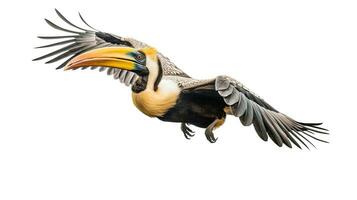 en bra hornbill flygande på en vit bakgrund. generativ ai foto