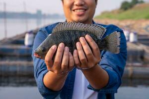 stänga upp hand av vattenbruk jordbrukare håll kvalitet tilapia ger, garanterar integritet i organisk biovattenbruk. fisk är en hög kvalitet protein mat. kommersiell vattenbruk i de mekong flod. foto