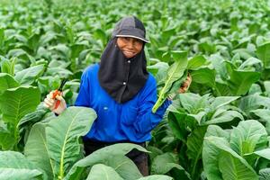 asiatisk kvinna jordbrukare ler lyckligt i en tobak plantage. lantbruk av tobak industri, foto