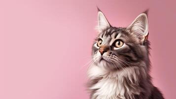 maine Coon katt mot en rosa bakgrund, ai genererad foto