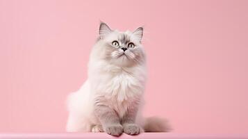 porträtt av en söt ragdoll katt mot en pastell rosa bakgrund, generativ ai foto