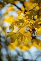 gul höst lönn löv i en skog. lönn blad träd med naturlig gul löv foto