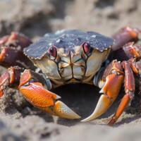 närbild av en strand krabba generativ ai foto