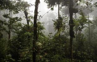 djungel med dimma foto