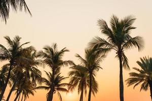 vacker kokosnötpalm med solnedgång i skymningshimlen foto