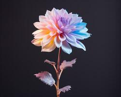 färgrik dahlia blomma på svart bakgrund generativ ai foto