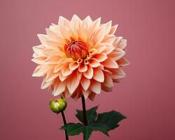 orange dahlia på rosa bakgrund generativ ai foto