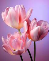tre rosa tulpaner på en lila bakgrund generativ ai foto