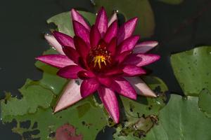 vacker näckros eller lotusblomma i dammen.