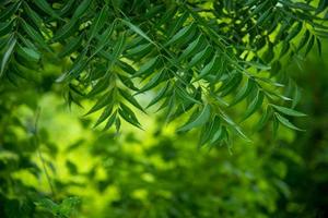 azadirachta indica - en gren av neem-trädblad. naturmedicin. foto