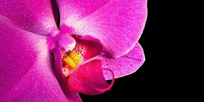 rosa lila phalaenopsis orkidéblomma foto