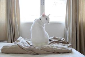 vit katt avslappnad