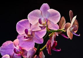 phalaenopsis orkidéblomma