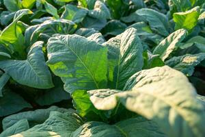 blad grön tobak växt i fält. tobak industri för lantbruk och exportera. foto