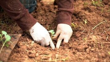 stänga upp av trädgårdsmästare kvinnor händer var bärande av ny plantor till vara plantering in i de jord. foto