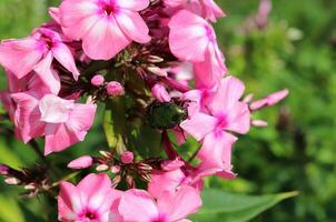 skalbagge cetonia aurata på rosa flox blommor på en solig sommar dag - Foto horisontell närbild