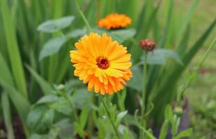 calendula officinalis blomma i en blomma säng mot de bakgrund av gräs och lövverk - horisontell Foto, sida och topp se foto