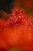 blommande röda spindelblommor blommar tidigt på hösten foto