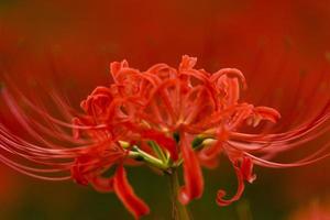 blommande röda spindelblommor blommar tidigt på hösten foto