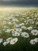 kamomill blomma fält. kamomill i natur. fält av daisy på en regnig dag i natur. daisy blommig i en regnig säsong. kamomill prästkragar, glänste i de regn. generativ ai. stock Foto