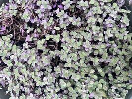 lila och grön oregano i en pott, stock Foto lila bakgrund