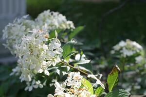 hortensia vit blomma belyst förbi de Sol. foto